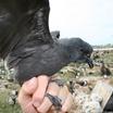 Tristram's Storm-Petrel